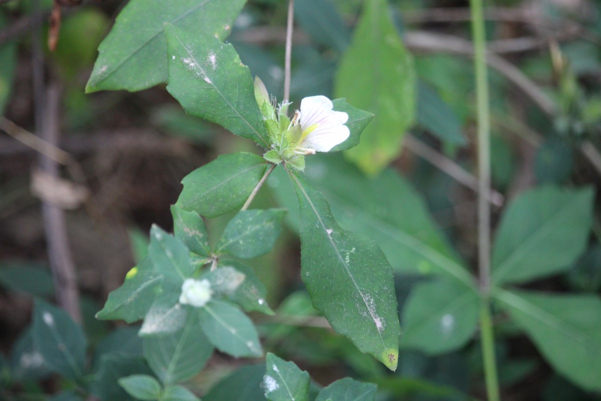 Blepharis maderaspatensis (L.) B.Heyne ex Roth